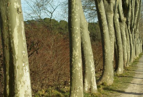 plane trees bark