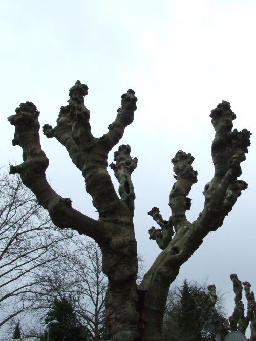 plane winter sycamore tree