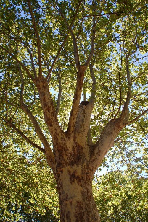 plane tree tree nature