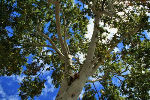 plane tree cottonwood poplar