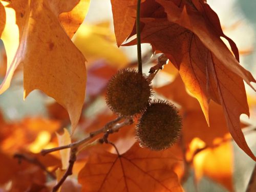 plane tree colors autumn