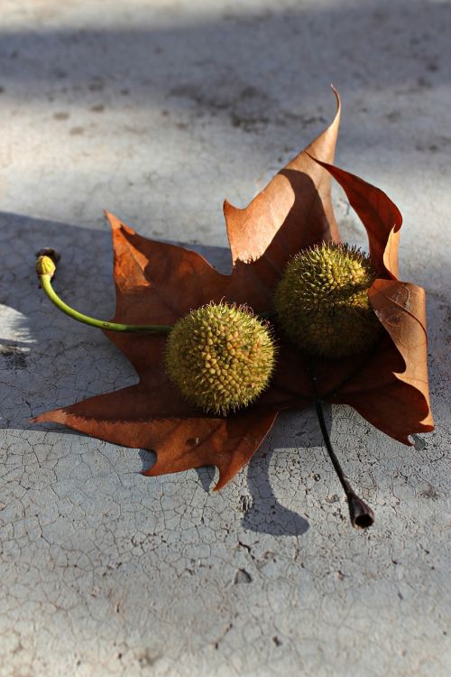 plane tree leaves on the ground banana ride