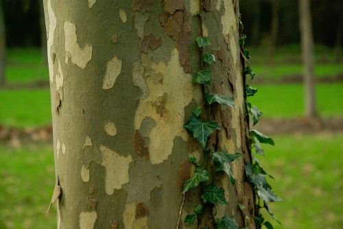 plane tree bark tree trunk