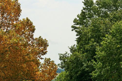 Plane Tree, All For Autumn