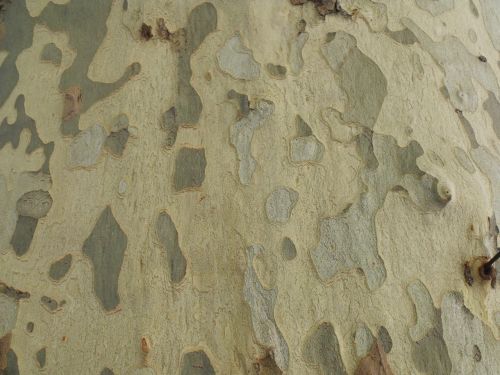 Plane Tree Bark