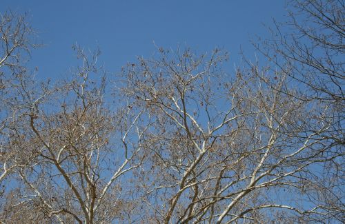 Plane Tree Branches Against Sky