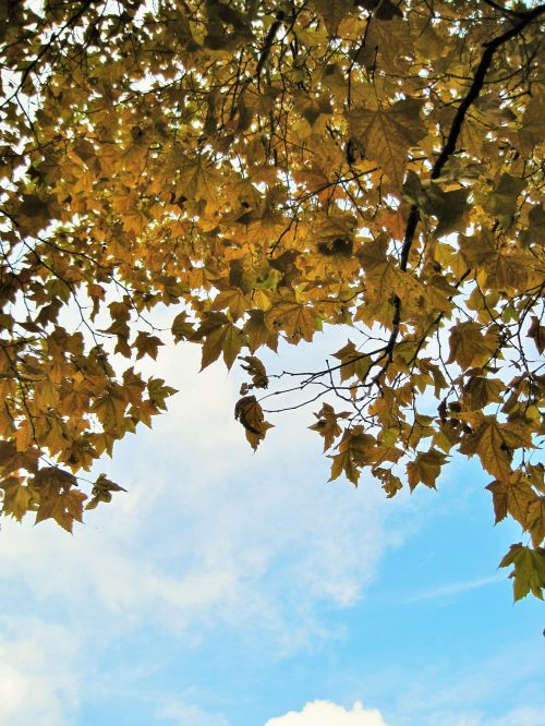 Plane Tree In Autumn