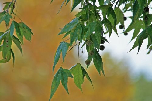 Plane Tree Leaves And Seeds