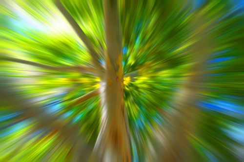 Plane Tree Radial Zoom