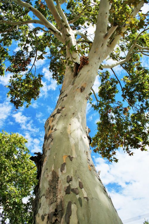 Plane Tree Trunk