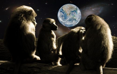 planet of the apes ape baboons
