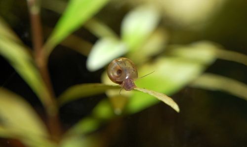 planorbarius corneus aquarium underwater