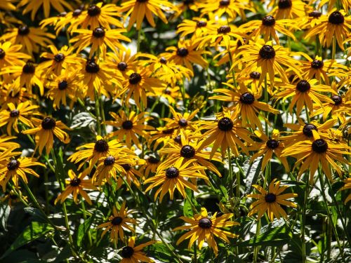 plant flowers yellow