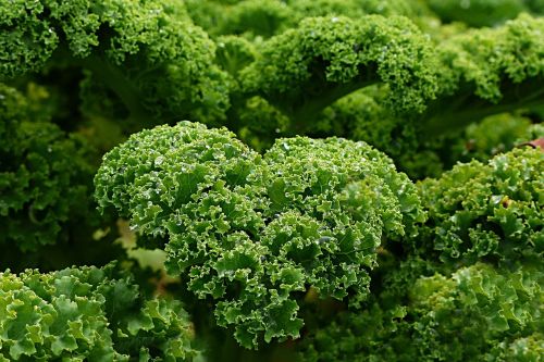 plant kale autumn and winter vegetables