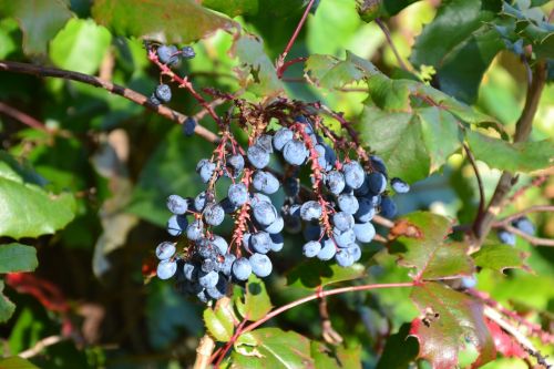berries blue ripe