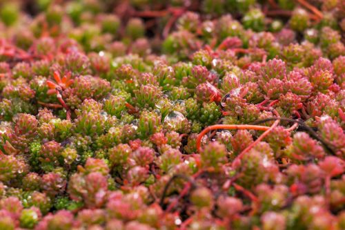 plant nature rain