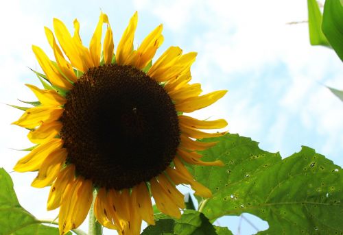 plant sunflower flower