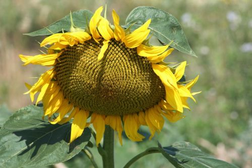 plant flower sunflower