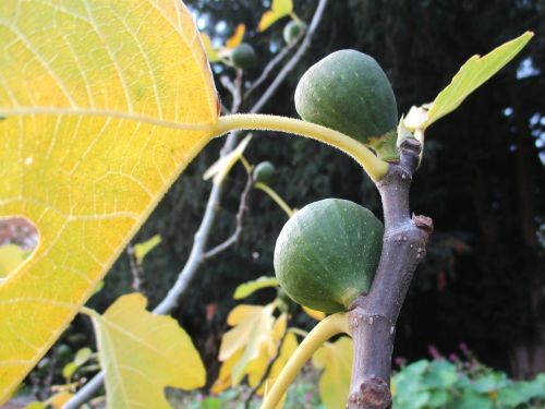 plant autumn fig