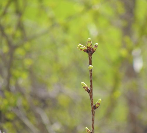 plant nature branch