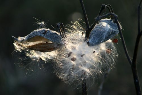 plant field milkweed