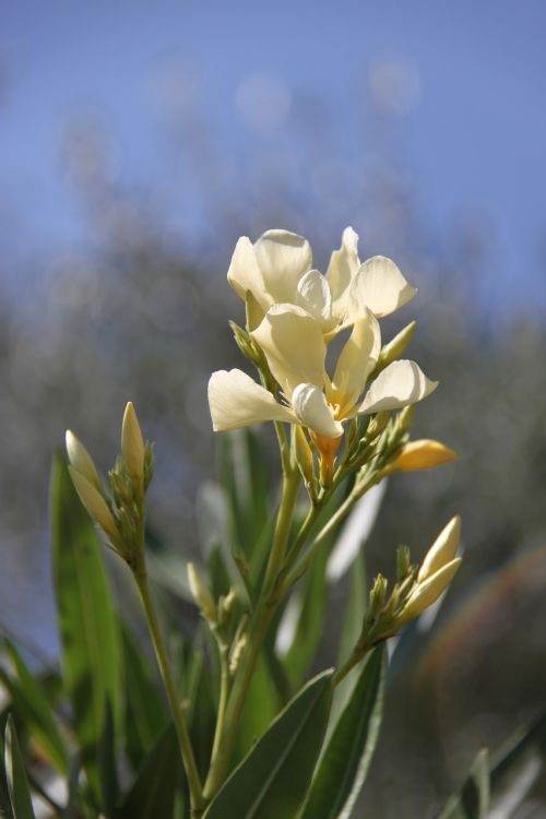 flower white plant