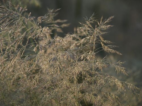 grass deschampsia flexuosa nature