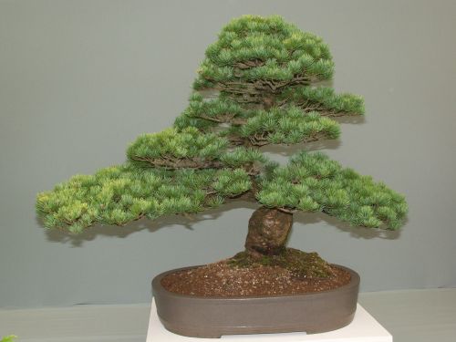 bonsai tree miniature
