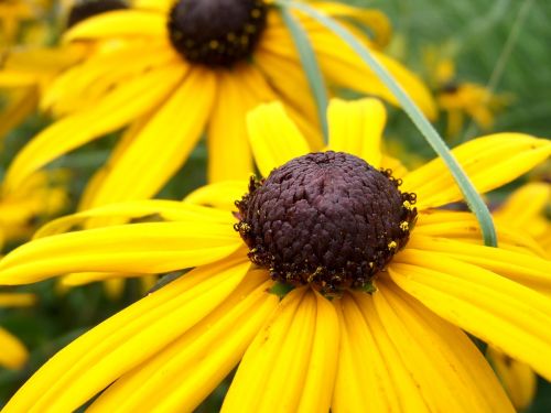 plant yellow blossom