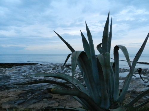 plant sea cadiz