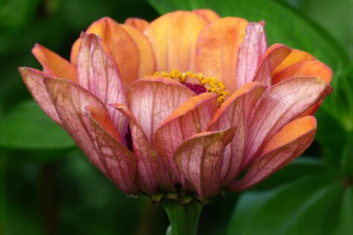 plant flower zinnia