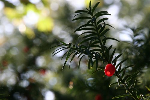 plant yew fruit