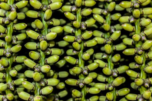 plant texture green