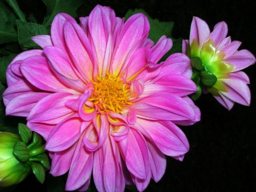 dahlia plant flower