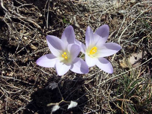 plant flowers wild