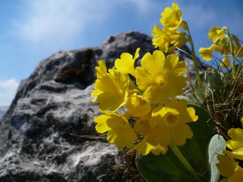 alpine primrose flower primrose