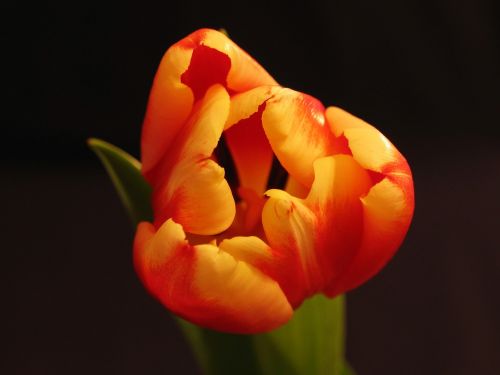 plant flower tulip