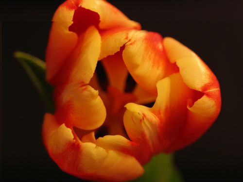plant flower tulip
