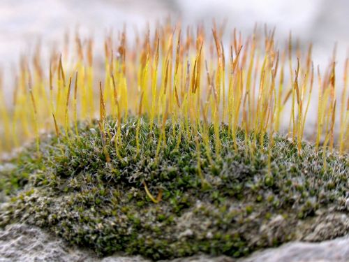 plant moss nature