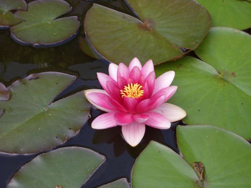 water lily plant aquatic plant