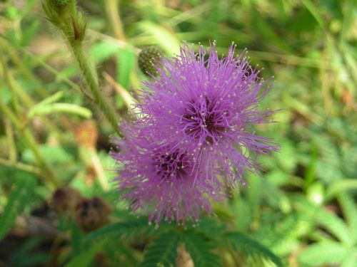 plant flower cerrado