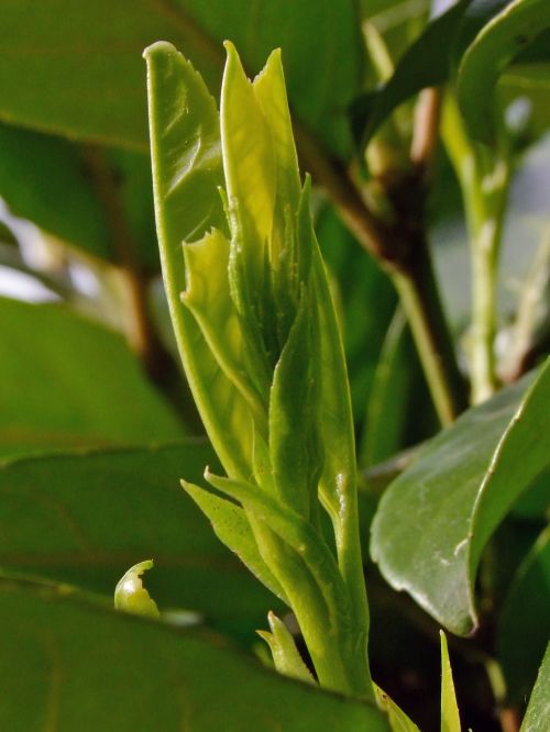 plant green leaf