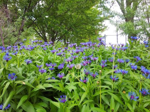 plant nature floral