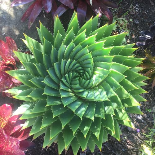 plant nature spirals