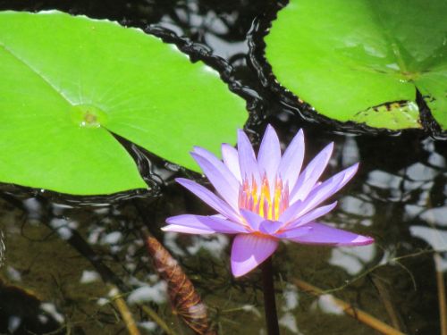 plant lily pad nature