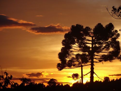 plant araucaria sunrise