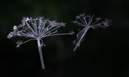 plant nature seeds