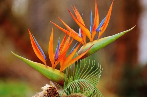 plant bird of paradise orange
