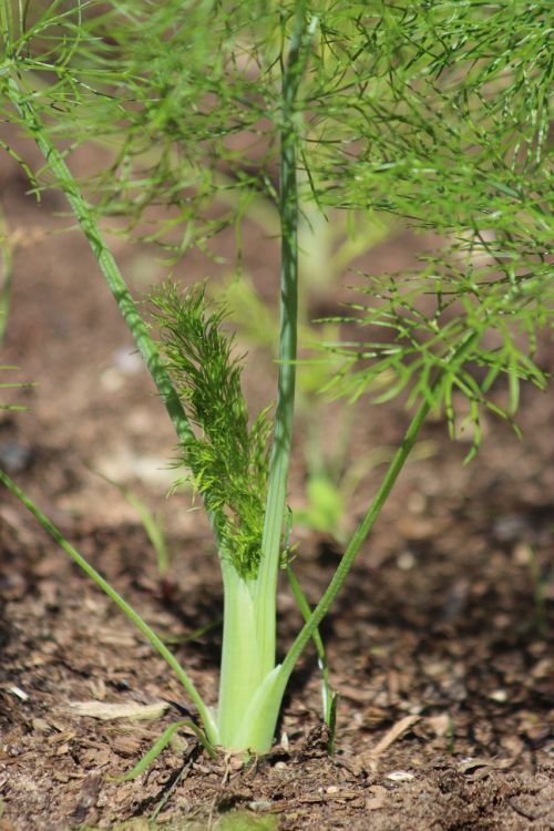 plant vegetable growing