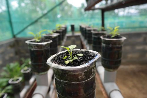 plant hydroponic growth